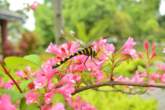 花上的蜻蜓