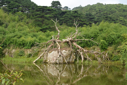 三清山树根