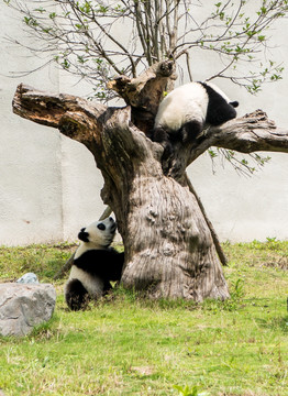 熊猫 捉迷藏