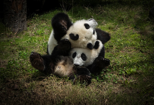 熊猫嬉戏 叠罗汉