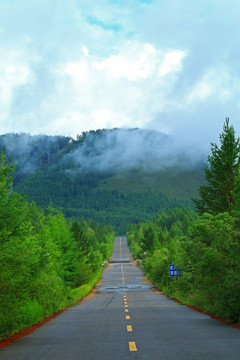 绿色林海山路