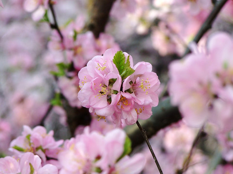 桃花 花枝 枝头 春天