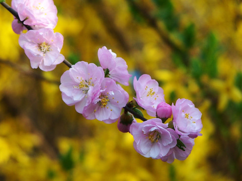 桃花 花枝 枝头 春天