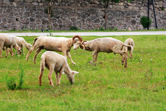 羊 小羊 打架 羊打架 吃草