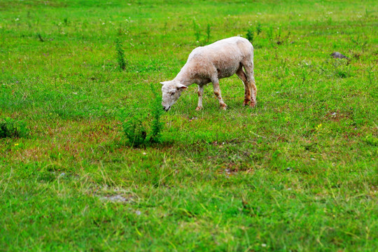 羊 小羊 吃草 山羊 羊吃草
