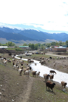 河边的羊群