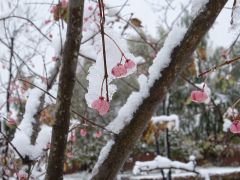 白雪下