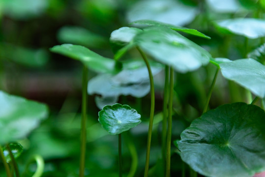 水草背景