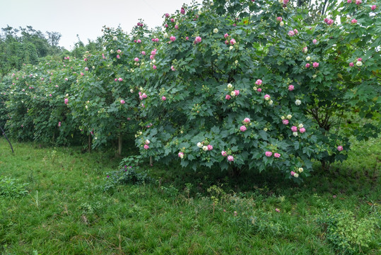 芙蓉花