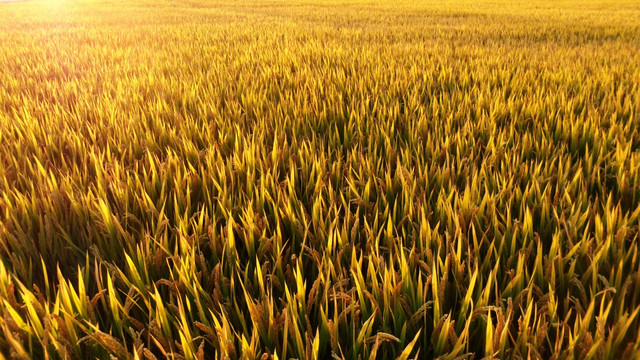 夕阳里的稻田