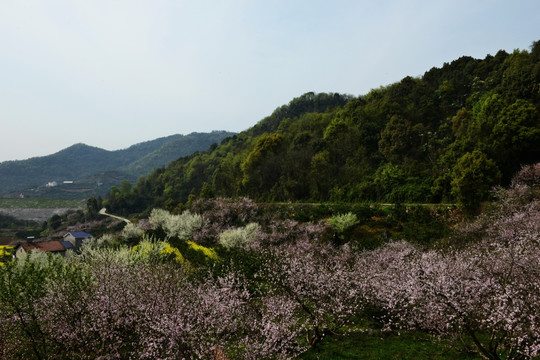 油菜花 桃花 桃花园 春天的风