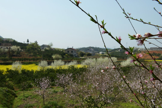 油菜花 桃花 桃花园 春天的风