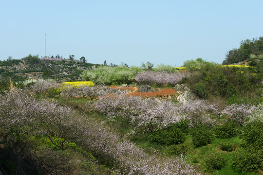 油菜花 桃花 桃花园 春天的风