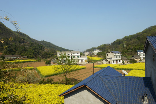 油菜花 桃花 桃花园 春天的风