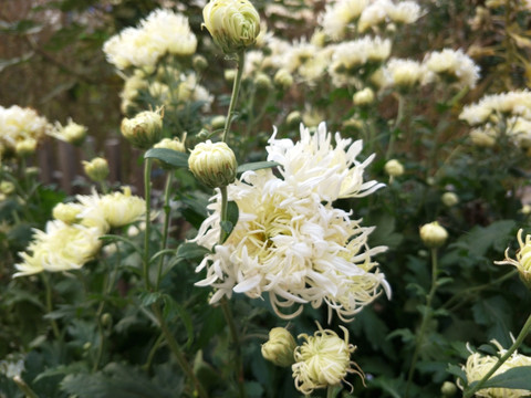 白菊花 秋菊