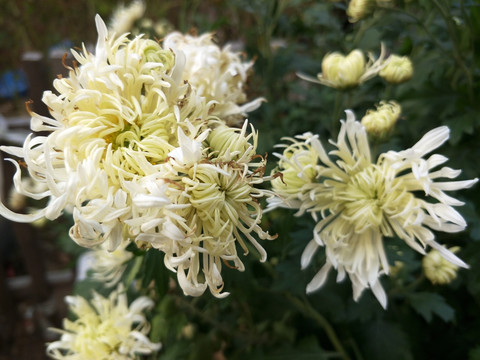 小白菊 秋菊