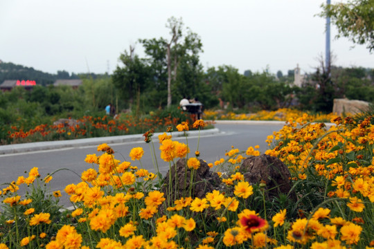 道路绿化花草