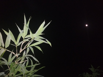 月亮竹叶