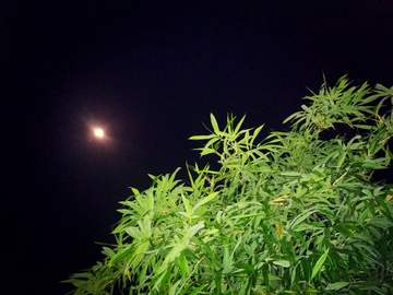 月亮竹叶