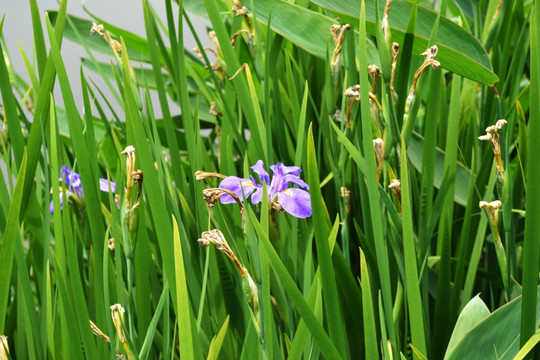 野菖蒲