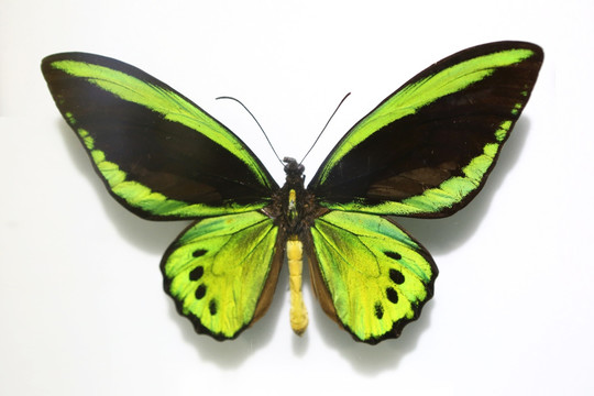 巴布布亚新几内亚的金绿鸟翼凤蝶