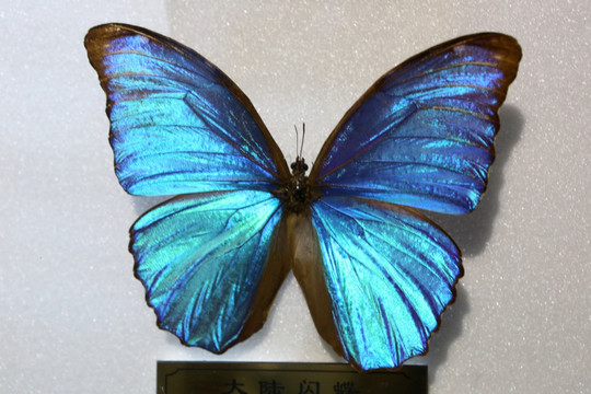 巴西西大陆闪蝶标本