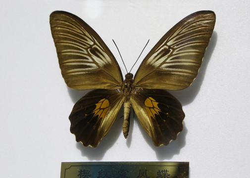 印尼雌性楔纹裳凤蝶标本