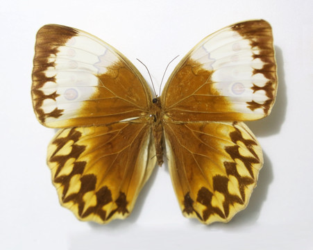 白袖箭环蝶标本