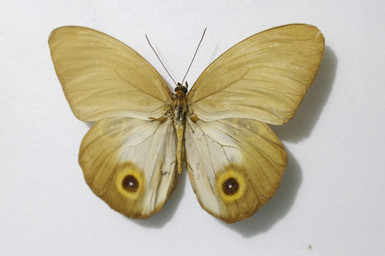 巴布亚新几内亚巨眼环蝶标本