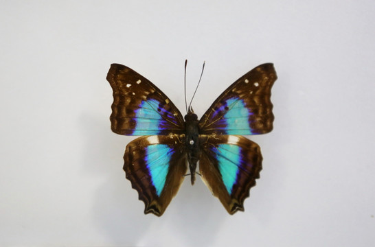 蓝带荣蛱蝶雄性标本