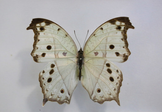 中非帕绿矩蛱蝶标本