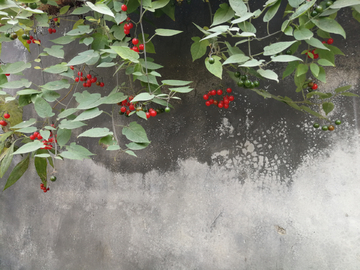 红果 水泥墙
