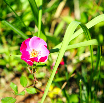 小花 野外