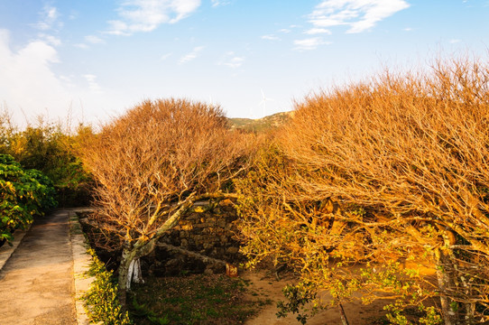 东澳岛景观