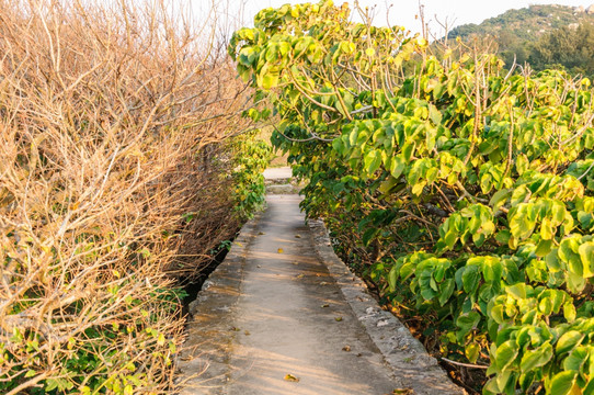 东澳岛景观