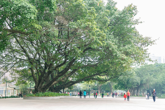 广州流花湖公园景观