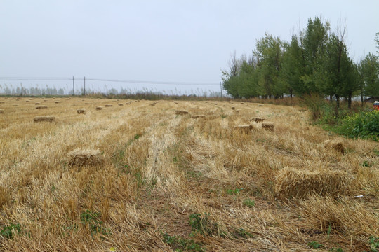 麦田 麦秸捆