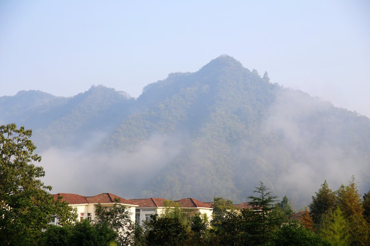 黄山茶林场