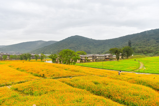 花田