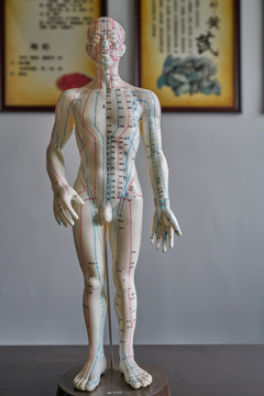 针灸人体模型 高清大图
