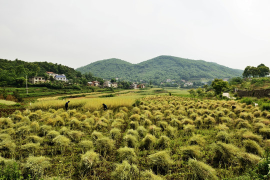 收割油菜 油菜地 收害