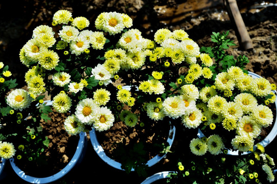 菊花 鲜花 花 花卉