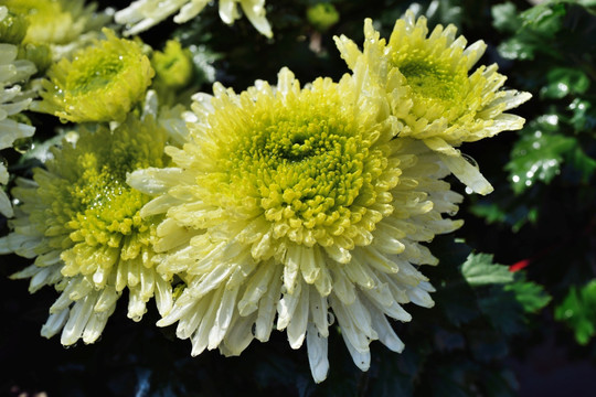 菊花 鲜花 花 花卉