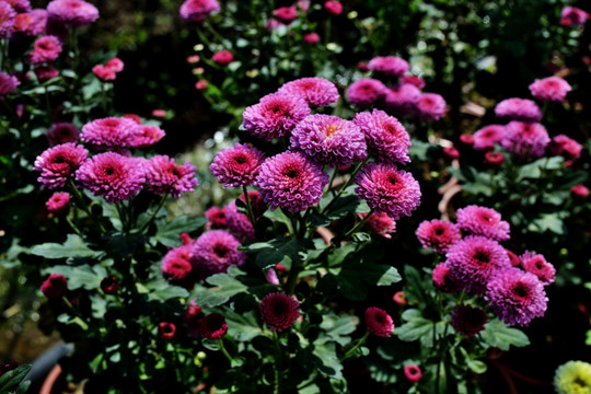 菊花 鮮花 花 花卉
