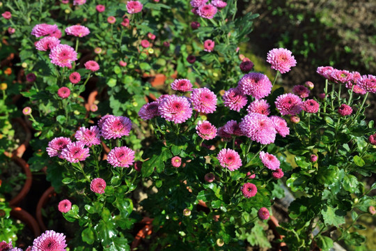 菊花 鲜花 花 花卉