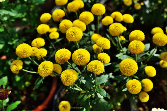 菊花 鲜花 花 花卉