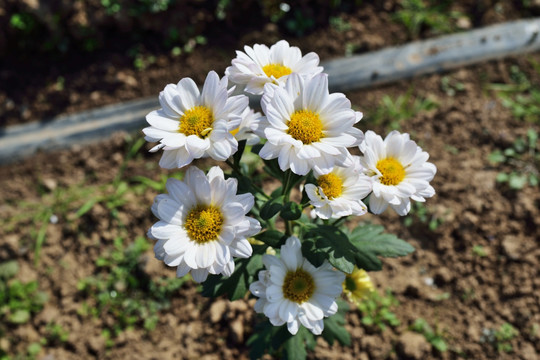 菊花 鲜花 花