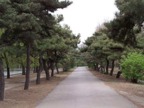 古松树 林荫大道