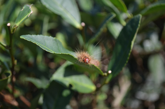 茶叶害虫