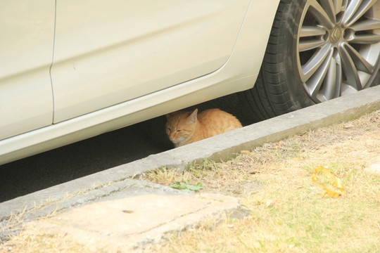躲在汽车下面的猫咪